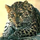 Image for article titled More Leopard Delay Rumors? Vista to Blame?